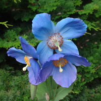 Meconopsis  'Dalemain'